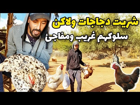 مشيت للسوق وشريت دجاجات 🐓 بلديات ولاكن 😱 سلوكهم غريب ومفاجئ