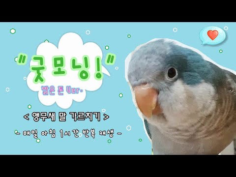 앵무새 말 가르치기★"굿모닝!"★밝은 톤 Ver.│매일 아침 1시간 반복 재생│