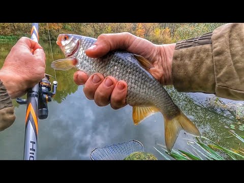 РЫБАЛКА У ДОМА НА ПОПЛАВОК В КОНЦЕ СЕНТЯБРЯ НА ПЛОТВУ! ТЕСТО=КРУПНАЯ ПЛОТВА!