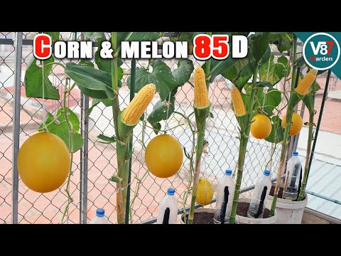 How to Grow Melon and Sweet Corn in a Container: Step-by-Step Guide from Seed to Harvest