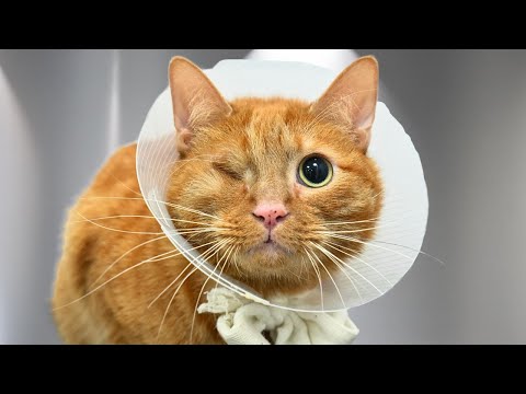This orange cat is defying all odds with his will to survive โค๏ธ