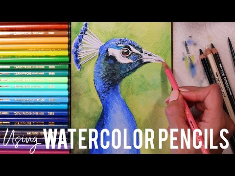 How to Paint a Realistic Peacock Using Watercolor Pencils