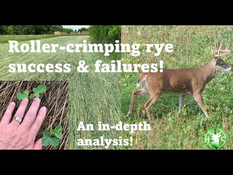 HS360 2021 Roller crimped rye no-till soybean test plots follow up.