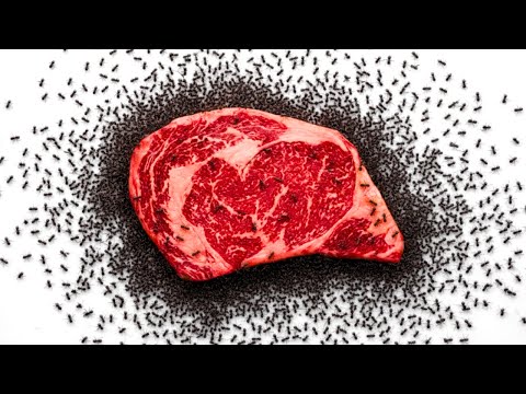 I Gave My Ant Colony Steak