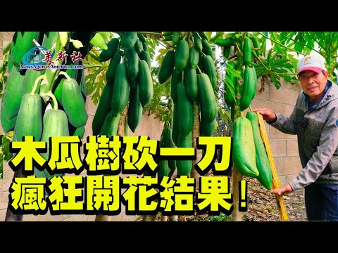 How to grow a papaya tree and get a bumper harvest