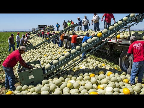 Epic Harvest Season: 100+ Unbelievable Fruit & Veggie Hauls Across America – Relaxing Harvest