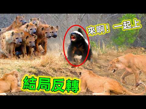 罕見!平頭哥精彩大對決。蜜獾:生死看淡,不服就幹!#蜜獾 #動物大戰 #動物世界 #動物科普 #蜜獾大對決 #動物大戰 #世界之最 #老王看世界 #平頭哥