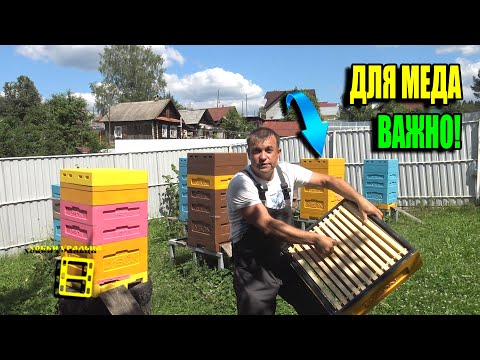 БОЛЬШЕ МЕДА В ГЛАВНЫЙ МЕДОСБОР (ВЗЯТОК). ПОЧЕМУ ВЫКУЧИВАЮТ ПЧЕЛЫ. ДЛЯ НАЧИНАЮЩИХ ПЧЕЛОВОДОВ 24-20