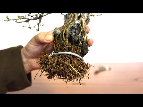 Let's make a bonsai with roots wrapped around stones