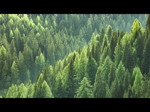 Is the Christmas Tree Actually Immortal? | Wild America S8 Ep2