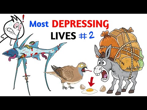 Animals With The Most Depressing Lives - Part 2