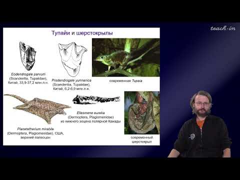 Дробышевский С.В. - Антропология - 2. Эволюция приматов