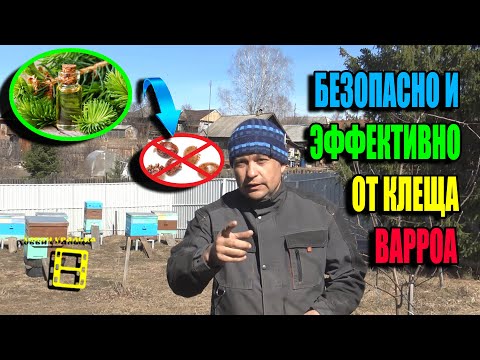 ЭФИРНЫЕ МАСЛА НА ЗАЩИТЕ ПЧЕЛ ОТ КЛЕЩА ВАРРОА ВО ВРЕМЯ МЕДОСБОРА. ЛЮБИТЕЛЬСКОЕ ПЧЕЛОВОДСТВО 23-13