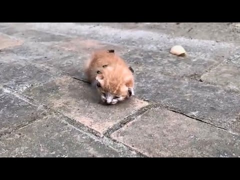 Motherless Kitten, Bitten and Laid with Eggs by Flies, Near Death, Utters Weak Cries for Help