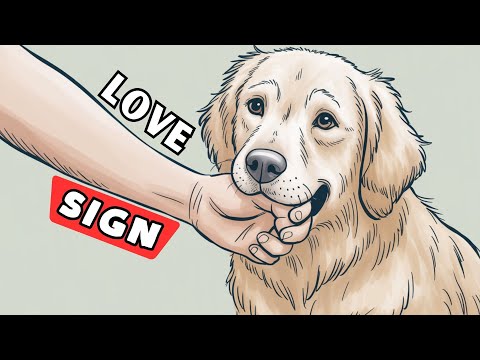 7 Signs That Your Dog Has Imprinted on You Not Every Dog Owner