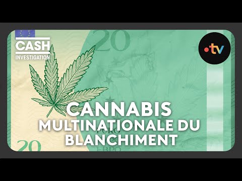 Cannabis, the Multinational of Money Laundering - Cash investigation