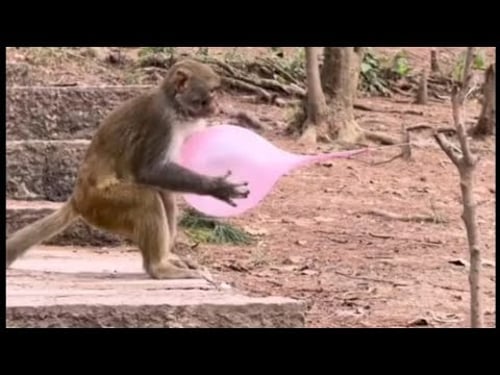 Funniest Animals clips 2025 Try not to laugh challenge
