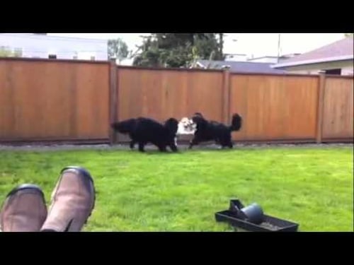 Berners vs. Jack Russell