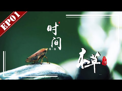 【FULL】《本草中国第一季》第1集:时间 -“The Tale Of Chinese Medicine”S1 EP1:time【官方高清HD】