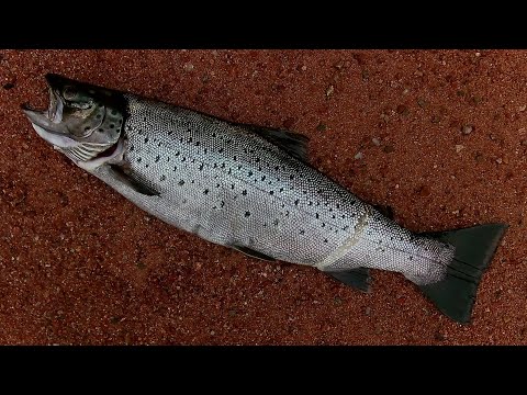 Знакомство с Карелией. Марс атакует. Часть 10