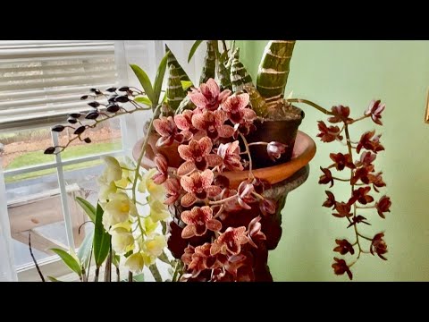 Как выращивают орхидеи мои американские друзья. Снова по гостям ! И снова башмак в подарок ! ❤️😁