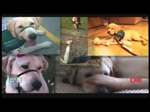 CNN Special Report: Videos Gone Viral (2014)