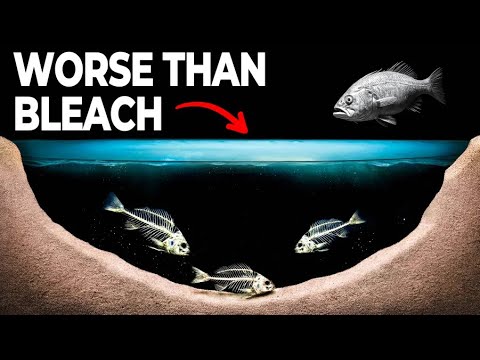 The Underwater Lakes That Kill Everything They Touch