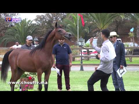 روبورتاج: تنظيم المسابقة الجهوية لجمالية الخيول العربية الأصيلة ببوزنيقة