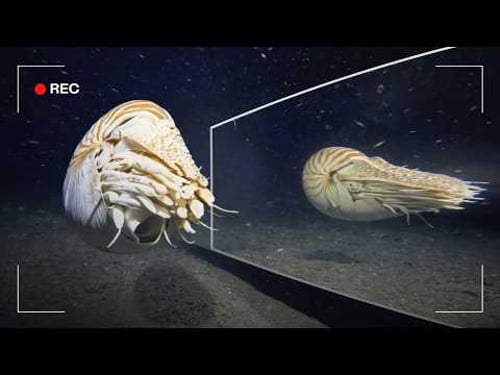 Deep Sea Creatures vs Mirror: Seeing Themselves for the First Time?