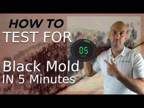 How To Test For Black Mold In 5 Minutes 🧪