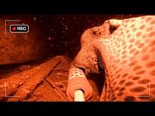 I Dropped a Night Vision Camera on Indonesia's Deadliest Reef