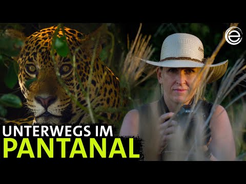 Unter Raubkatzen und Ameisenbären | Erlebnis Erde