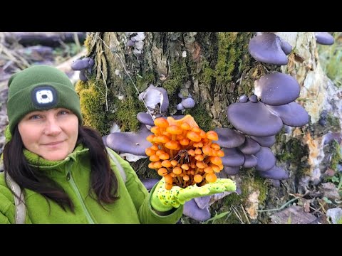 Oyster mushroom and flammulina harvest! December 13, 2025.