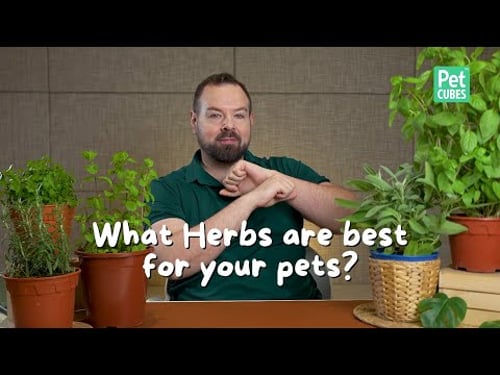 What Herbs Are Best for Your Pets? | Safe Ways to Add Herbs to Your Pet's Diet