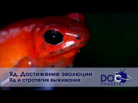 Яд. Достижение эволюции - Часть 1.Яд и стратегия выживания - Документальный фильм