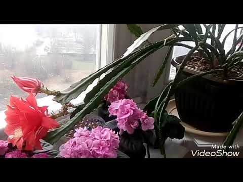 EPIPHYLLUM CARE. My Experience for Beginners! /EPIPHYLLUM FLOWERING!!!!