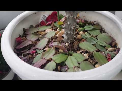 Successful propagation of crayfish cactus by cuttings