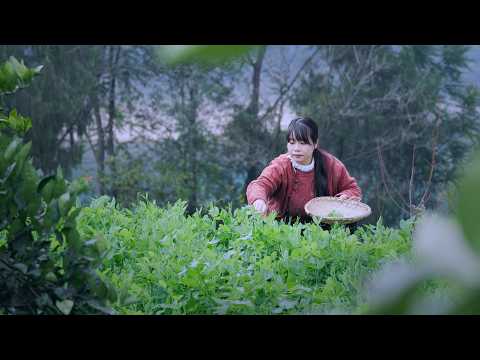 【二米炊烟】Ginger 今年冬天的溫暖,是200多天前種下的神奇食材