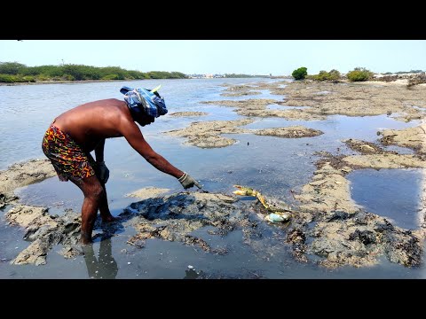 #роирогрпНроЯрпБ рооро╛рооро╛ | роЪроорпНрокро╛ роирогрпНроЯрпБ ро╡рпЗроЯрпНроЯрпИ