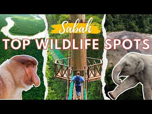 Kinabatangan River vs Danum Valley vs Tabin Wildlife Reserve | Sabah | Top Borneo Wildlife