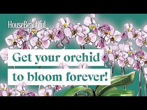 Orchid Care 101: Grow Stunning Orchids with These Easy Tips | House Beautiful