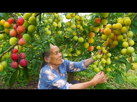 滿園李子成熟,摘回做可口李子酒,等待一個月的美味Ripe plums, grandma used to make fruit wine and cook|#李子 广西 美食| 玉林阿婆