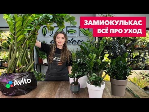 Замиокулькас » Основные правила ухода за долларовым деревом