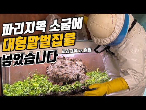 대형말벌집을 파리지옥 소굴에 잡아 넣어봤더니... 대형말벌집 vs 파리지옥소굴