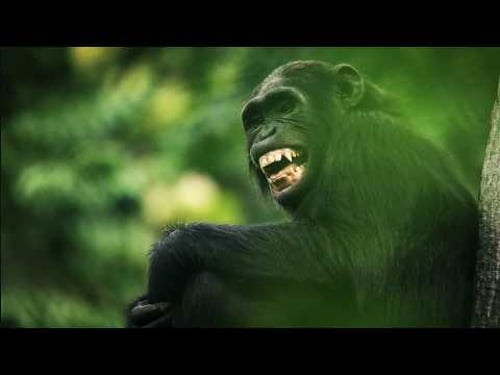 The Life Cycle of Earths Apex Predators | 4K