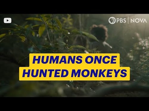 How Did Early Humans Hunt Monkeys? | NOVA | PBS