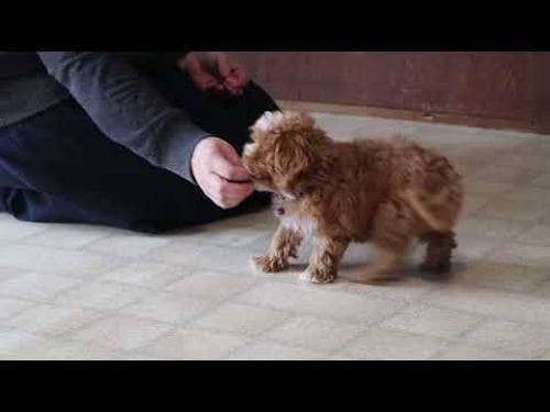 Pippa's Week 3 Training Update