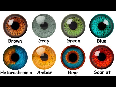The 8 Eye Colors and What Evolutionary Advantage They Hide