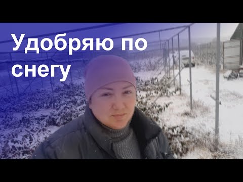 Внесение удобрений под малину и ежевику зимой