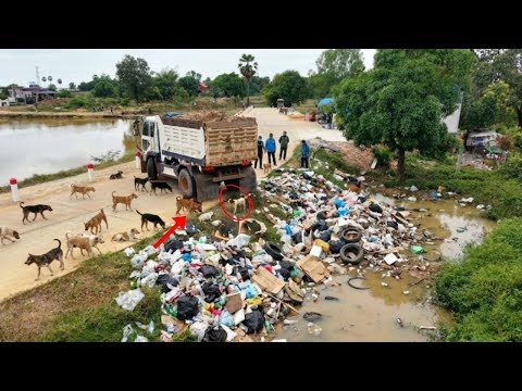 Excellent.! First Start New Project Fill Land Up by 5-T Dump Truck Overloading Soil With Bulldozer D